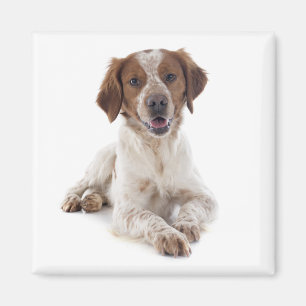 Aimant Aimer chiot épagneul breton