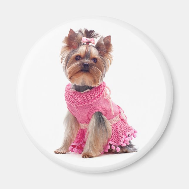 Aimant Aimer Yorkshire Terrier Chien Chien Chien Chien Ma (Devant)