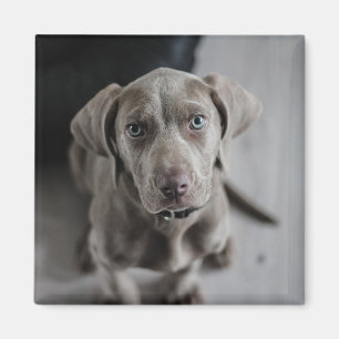 Aimant Ajouter la photo de votre chien ou chat à cette p