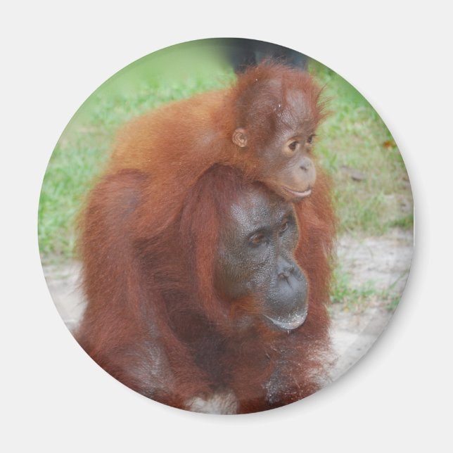 Aimant Akmad et Baby Boy (Devant)