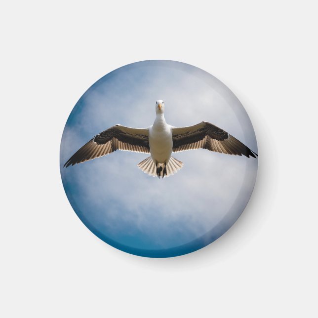 Aimant Albatros (Devant)