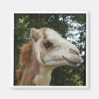 Aimant Albino Camel Trop mignon