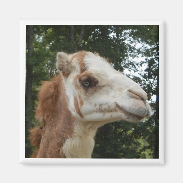 Aimant Albino Camel Trop mignon (Devant)