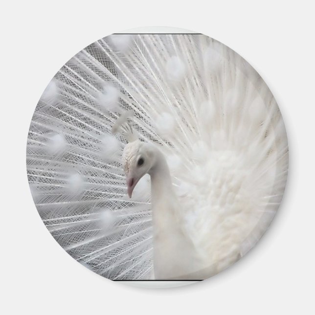 Aimant Albino Peacock (Devant)
