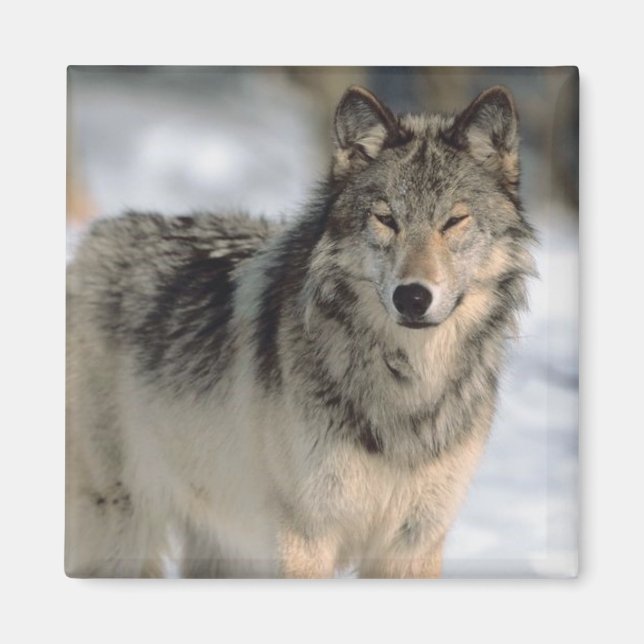 Aimant Alert Wolf (Devant)