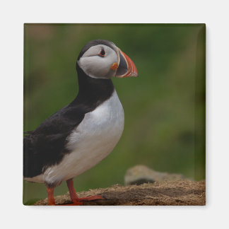 Aimant Alerte Puffin