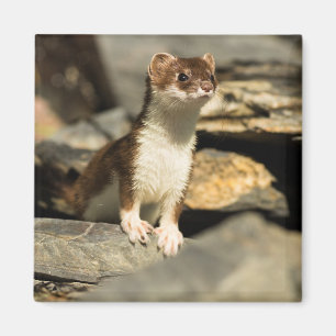 Aimant Alerte Weasel