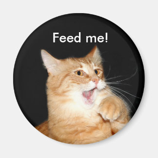 Aimant Alimenter l'aimant du chat