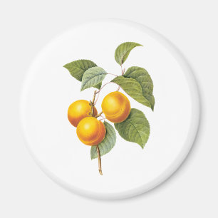 Aimant Aliments Anciens Fruits, Abricot Pêche par Redoute