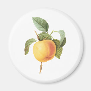 Aimant Aliments de fruits anciens, pomme Calville par Red