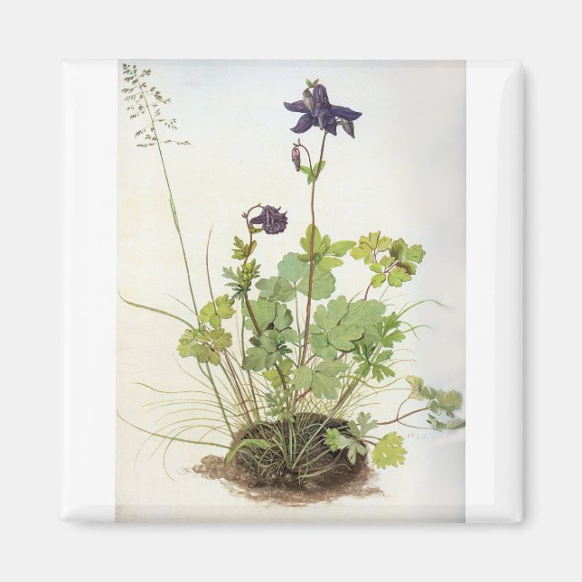 Aimant Alkelei-Blume - Albrecht Durer - c1500 (Devant)