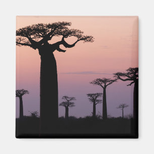 Aimant Allée des Baobabs, Madagascar, Morondava, Afrique,