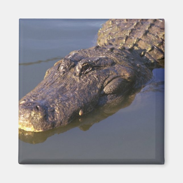 Aimant Alligator américain (Devant)