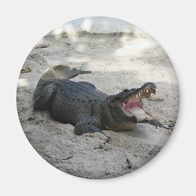 Aimant Alligator, Fort Lauderdale, Floride (Devant)