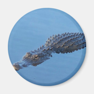 Aimant Alligator I