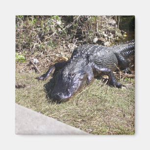Aimant Alligator se prélassant dans les Everglades