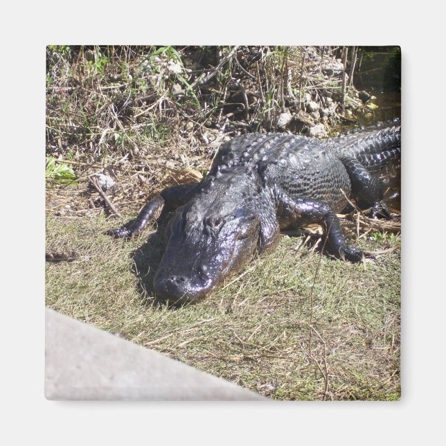 Aimant Alligator se prélassant dans les Everglades (Devant)