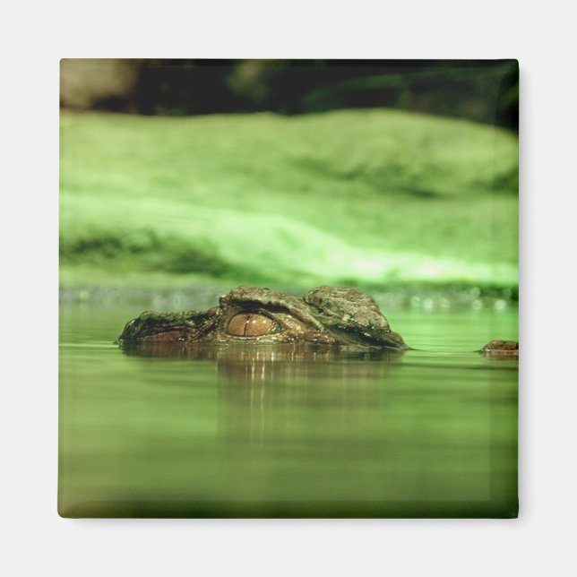 Aimant Alligator Sortant de l'Eau (Devant)