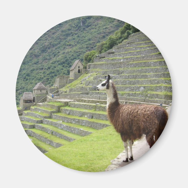 Aimant allure de llama (Devant)