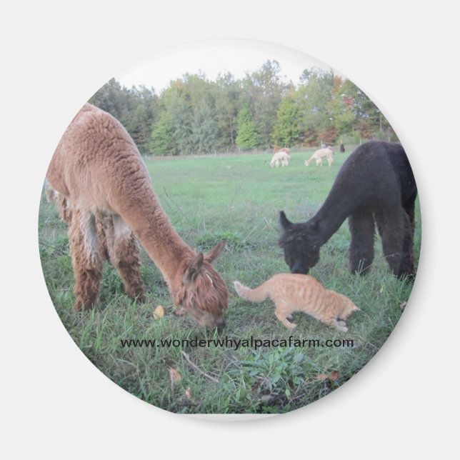 Aimant Alpaca et Chats (Devant)