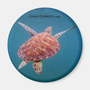 Aimant Amande de tortue