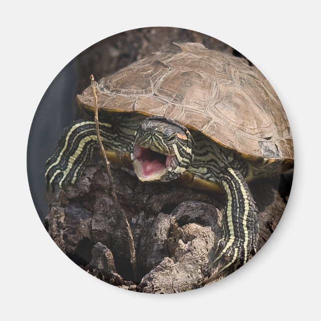 Aimant Amande de tortue (Devant)