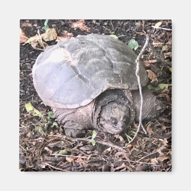 Aimant Amande de tortue (Devant)