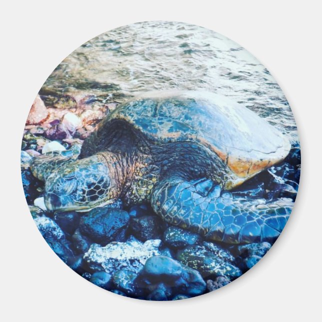 Aimant Amande de tortue dormante (Devant)