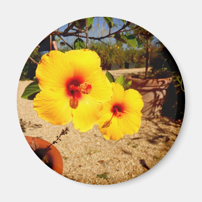 Aimant Amande d'hibiscus jaune (Devant)