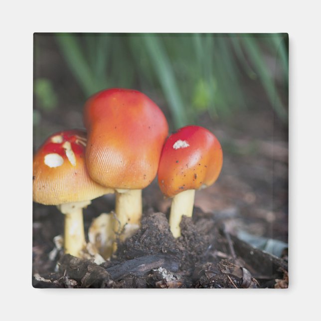 Aimant Amanita family mushrom (Devant)