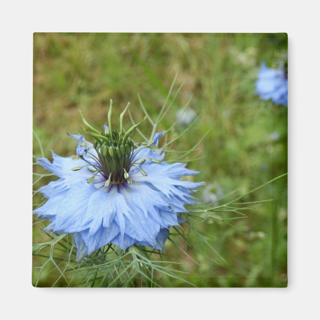 Aimant Amante à fleur de Cornflower (Devant)