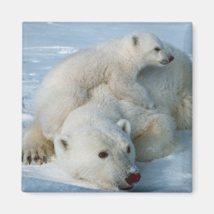 Aimant Amants d'ours de Polar_bear_with_cub