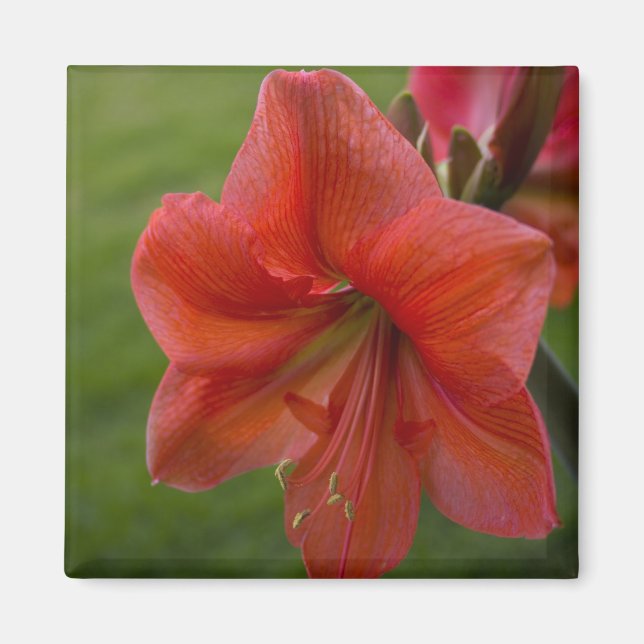 Aimant Amaryllis (Devant)
