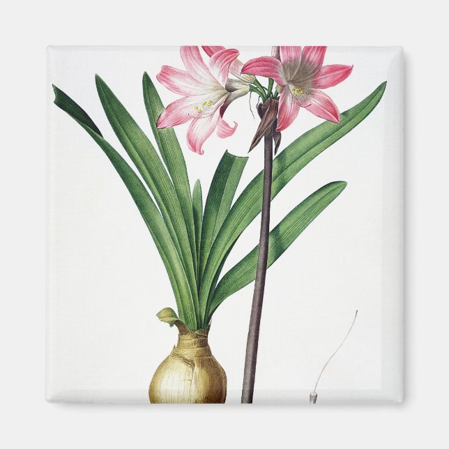 Aimant Amaryllis Belladonna, de 'Les Liliacées', engrave (Devant)