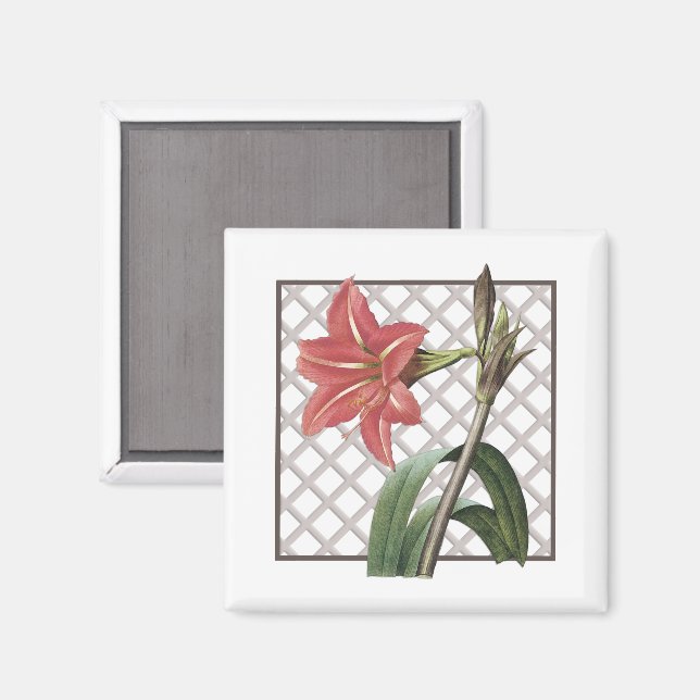AIMANT AMARYLLIS BRÉSILIENS (Recto/Verso)