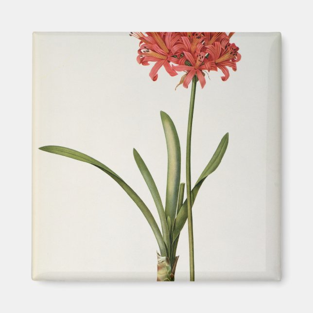 Aimant Amaryllis Curvifolia, 1809, de `Les (Devant)