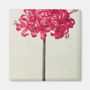 Aimant Amaryllis Sarniensis, ou narcisse