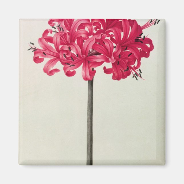 Aimant Amaryllis Sarniensis ou Narcissus (Devant)
