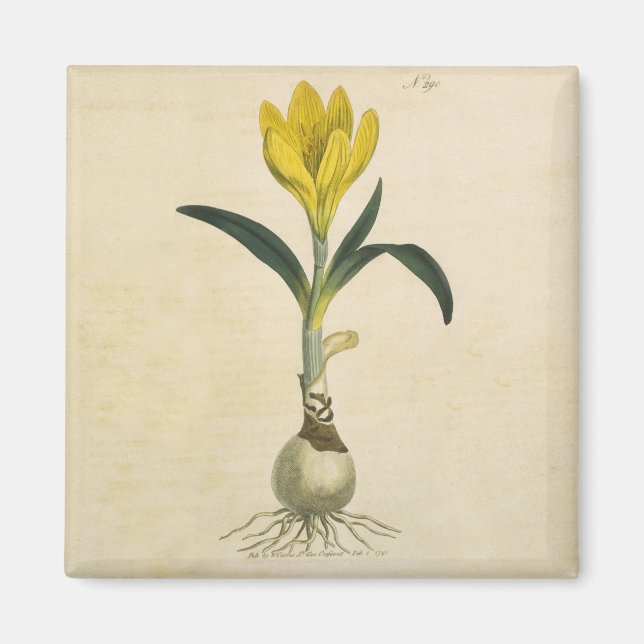 Aimant Amaryllis Tulip Jardin Botanique Fleur (Devant)