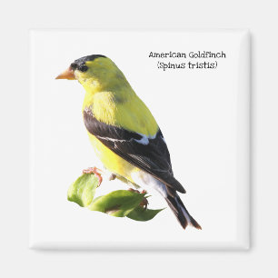 Aimant Américain Goldfinch