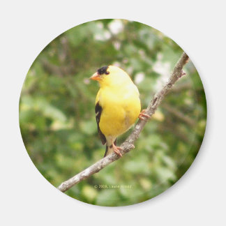 Aimant Américain Goldfinch