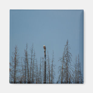 Aimant American Bald Eagle 8974