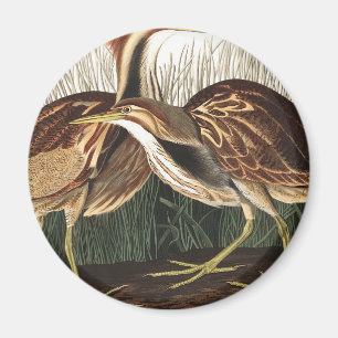 Aimant American Bittern par John James Audubon