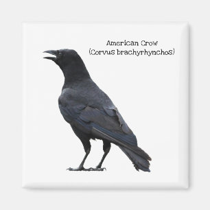 Aimant American Crow