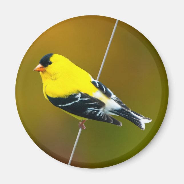 Aimant American Goldfinch - Photo originale (Devant)