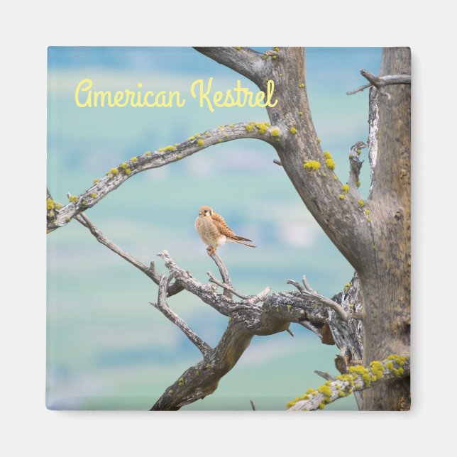Aimant American Kestrel (Devant)