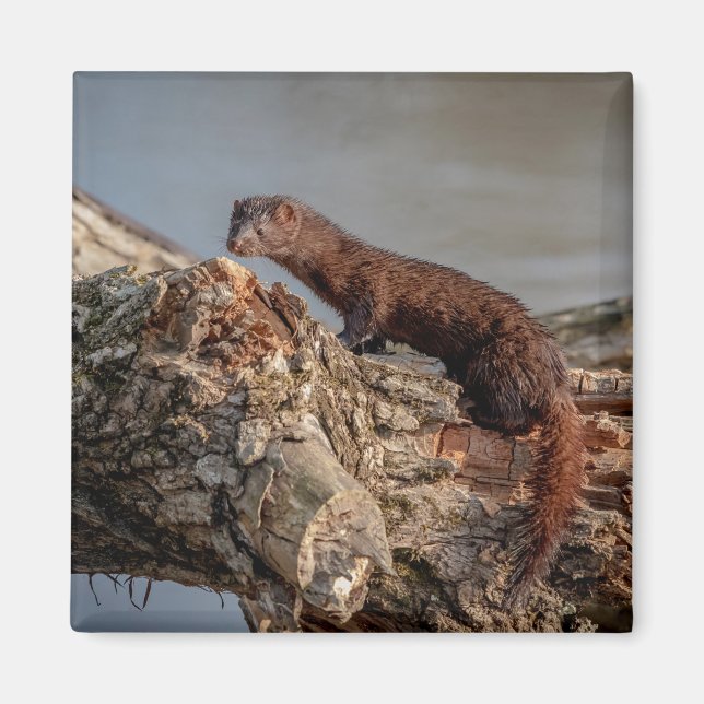 Aimant American Mink (Devant)