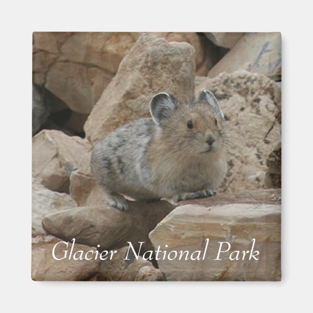 Aimant American Pika, Parc national des Glaciers (Devant)