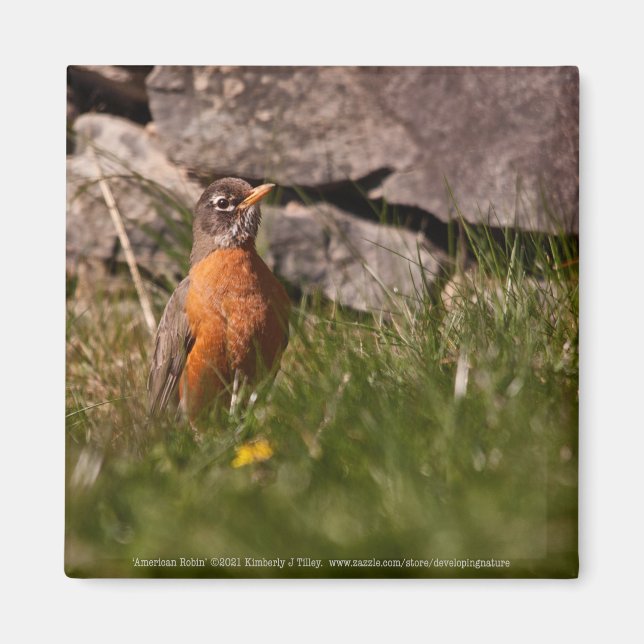 Aimant American Robin (Devant)
