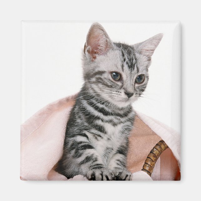 Aimant American Shorthair 2 (Devant)